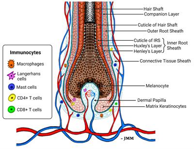 Autoantigen Discovery in the Hair Loss Disorder, Alopecia Areata: Implication of Post-Translational Modifications